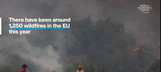 wildfire